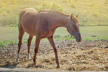 Red young horse