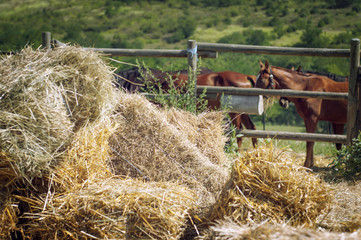 Haystack and horses