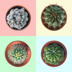 Cactus plant in clay pot top view collection on pastel colorful background, clipping path included.