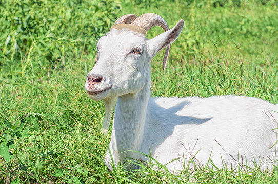 Resting white goat