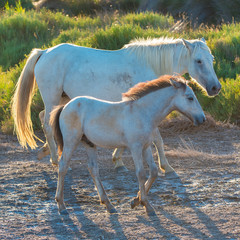 Obraz na płótnie Canvas Foal and its mother walking, white horses in back light in the swamps 