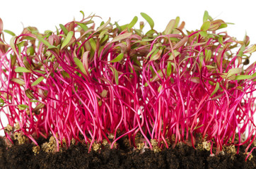 Red beetroot, fresh sprouts and young leaves front view over white. Vegetable, herb and microgreen....