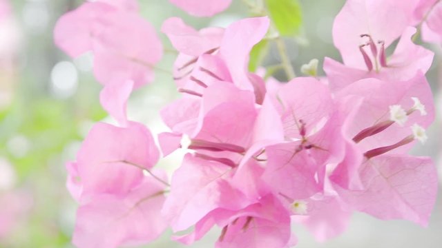 Bougainvillea, pink flower close up