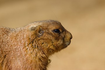 Head of black tailed prairie dog. Sideview close up portrait