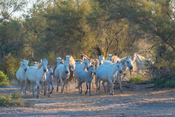 Herd of white horses running together, lifting some dust
