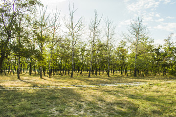 Transparent young forest in summer