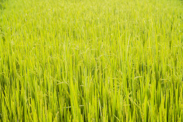 rice field in Vietnam close-up
