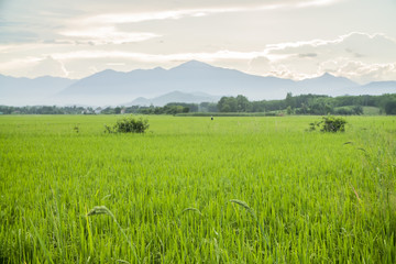 Obraz premium rice field in Vietnam 