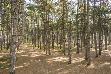 Morning in a pine forest. green grass