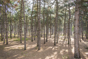 Fototapeta na wymiar Nordic Scandinavian pine forest, Sweden early morning