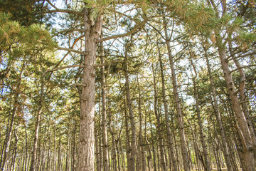 Huge trees in a pine forest. Sunlight makes its way through the trees