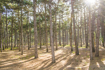 Sun's rays make their way through the trunks of trees in a pine forest