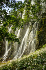 waterfall over chrysanthemum