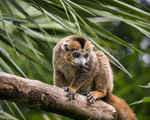 Lemur