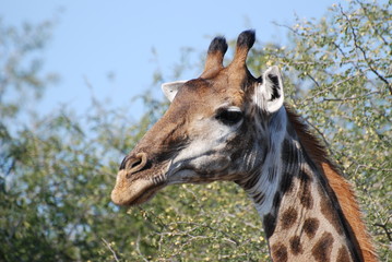 Giraffe quer den Weg 