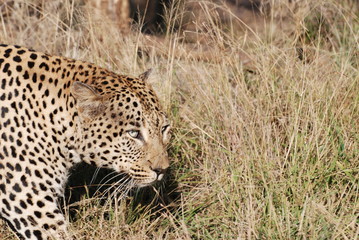 Leopard auf der Pirsch