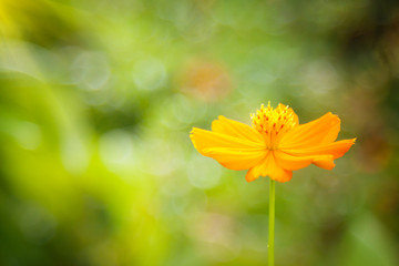 Yellow flowers and nature
