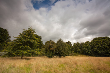 The forest meadow
