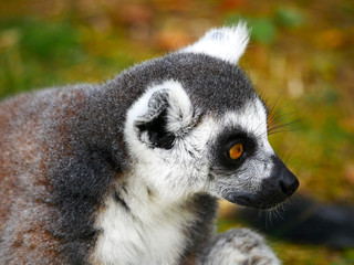 Fototapeta premium Maki catta 