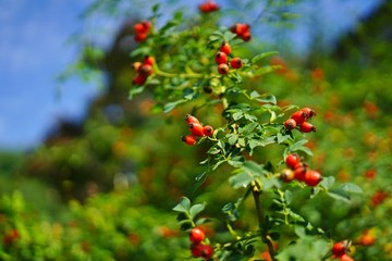 Orange rose hips growing on a bush