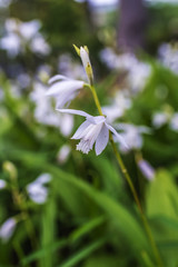 白色の紫蘭