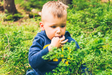 Little kid eat blueberry in the forest