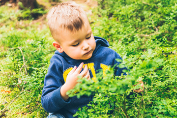 Little kid eat blueberry in the forest