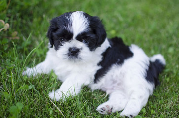 Black and white shih tzu puppy playing on the green grass background.