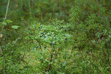 Bush forest berry