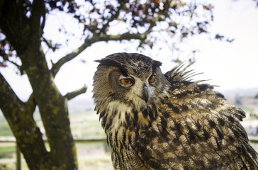 Owl in falconry