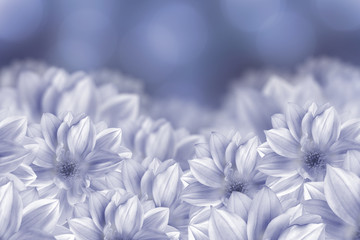 Flowers are white dahlias on a blue bokeh background. Flower composition. Nature.