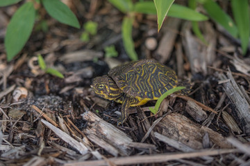Eastern River Cooter Turtle