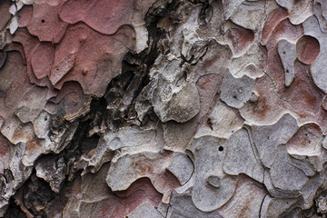 Brown bark of the pine tree