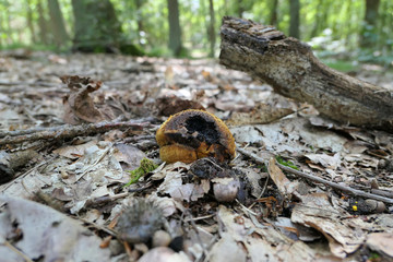 earth balls mushroom (Scleroderma fungus)