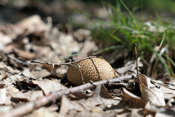earth balls mushroom (Scleroderma fungus)