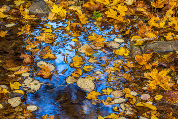 Floating autumn leaf in a puddle