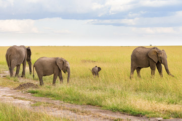 Naklejka na ściany i meble Group of elephants with a small calf in the savanna
