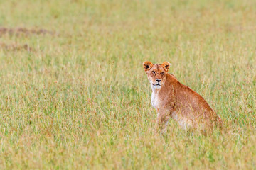 Lioness sitting and looking at the savannah