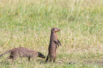 Banded mongooses in the grass
