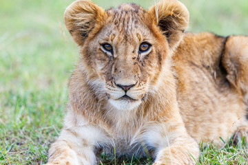 Fototapeta na wymiar Young lion cub lying and looking at the camera