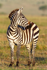 Obraz premium Zebra on the savannah looking sideways
