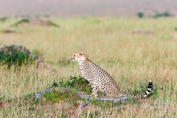 Cheetah sitting in the savanna and scouts