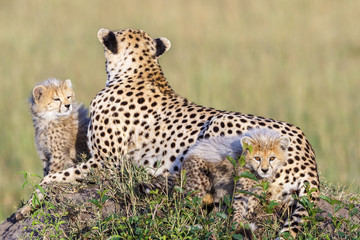 Cheetah cub looking at the camera