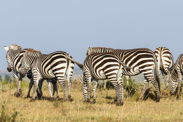 Fototapeta na wymiar Flock of zebras walking in Masai Mara savanna
