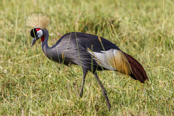 Grey Crowned Crane portrait in the grass