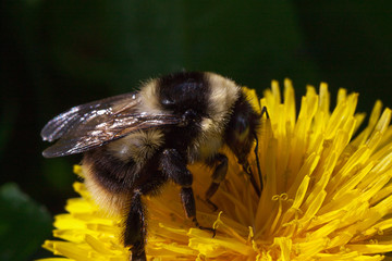 Bumblebee gathers pollen from a dandelion flower.