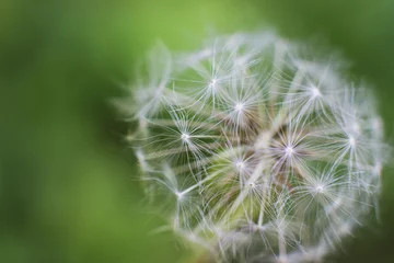 Foto op Plexiglas White dandelion on the green grass © Anna