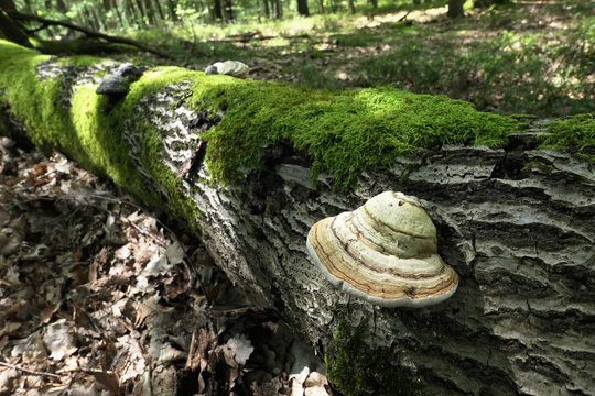 tinder fungus (Fomes fomentarius)