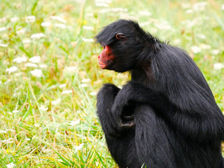 Atèle à face rouge
