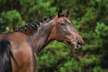 Portrait of beautiful bay horse